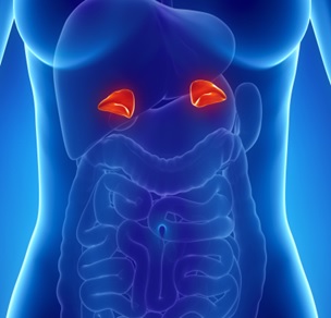 Adrenal/Pituitaria/Crecimiento