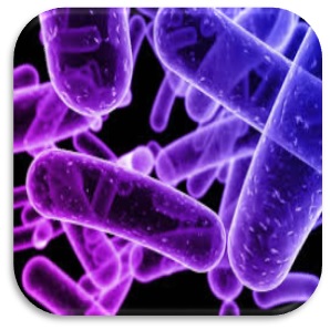Bacteriologia