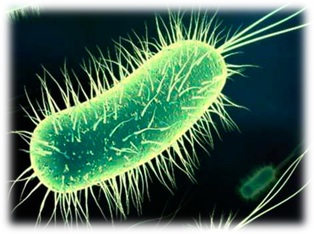 Bacteriologia
