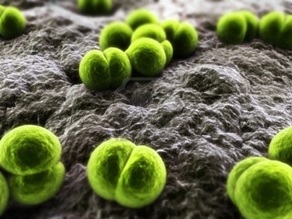 Bacteriologia