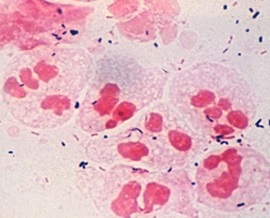 Bacteriologia