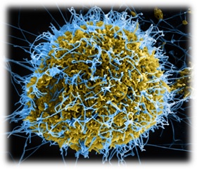 Bacteriologia