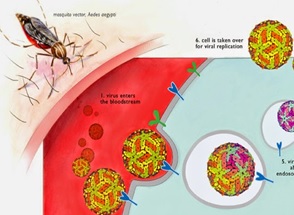 Bacteriologia