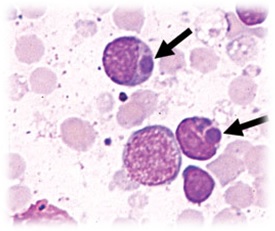 Bacteriologia
