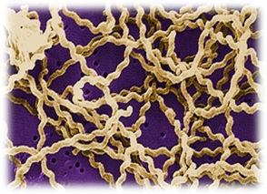 Bacteriologia