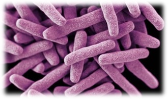 Bacteriologia