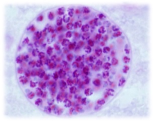Bacteriologia