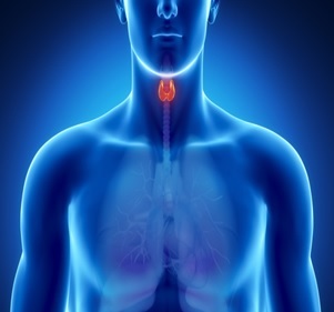 Adrenal/Pituitaria/Crecimiento
