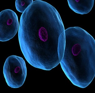 Adrenal/Pituitaria/Crecimiento